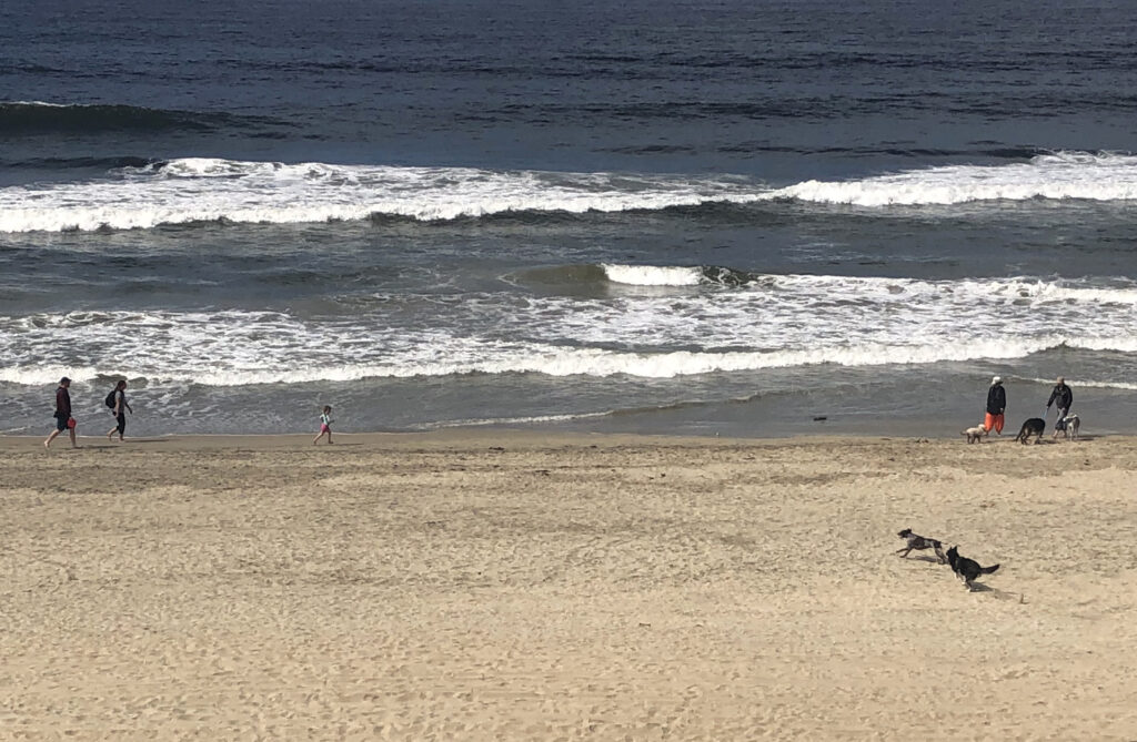 Dog running dog beach