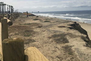 Surfer Dog Beach Bluff