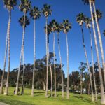 Palm Trees at Doheny Beach Park