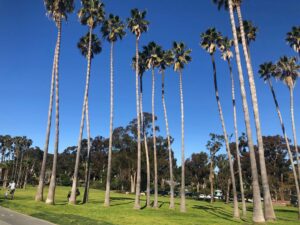 Palm Trees at Doheny Beach Park