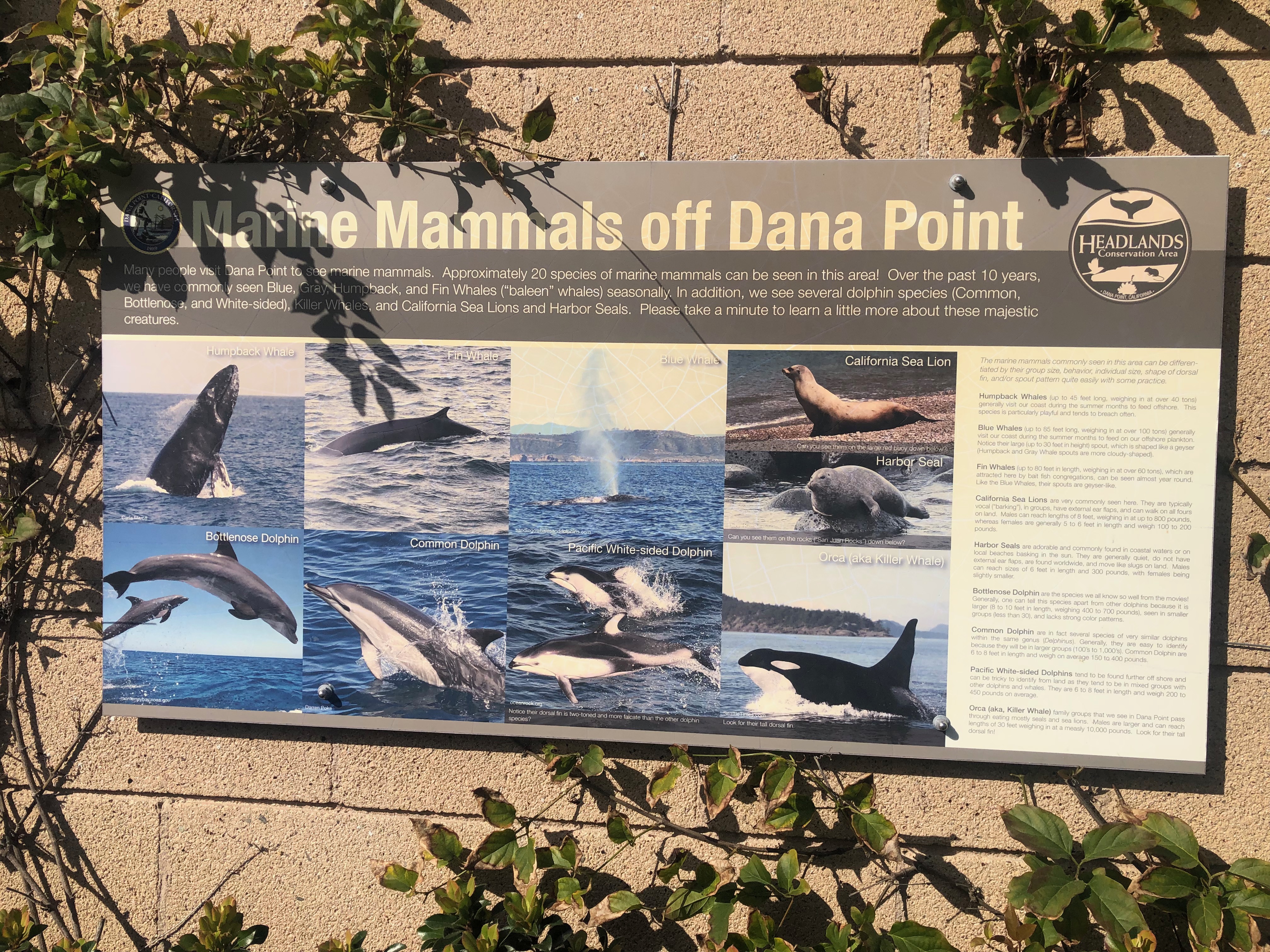 Marine Mammals Dana Point