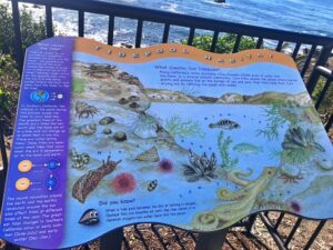 Tidepool Sign