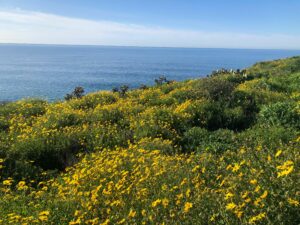 Harbor Point Conservation Park Wildflowers