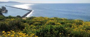 Wildflowers and Pacific Ocean from Harbor View Point