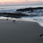 Birds on the beach